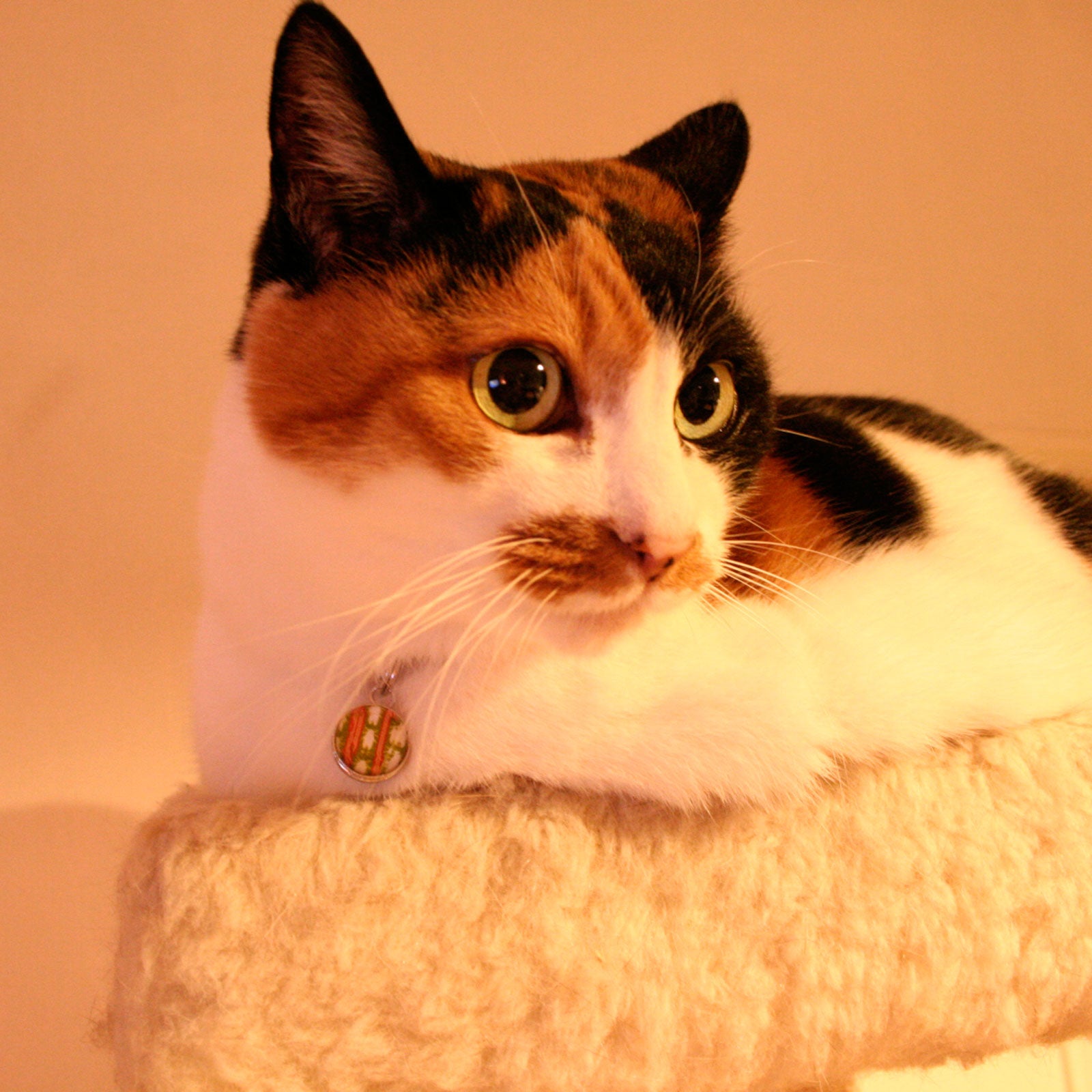 猫の迷子札 室内猫 ネームプレート ハンドメイド – TAMARUSAN