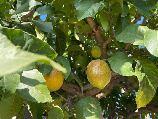 アゲハ蝶のさなぎの季節